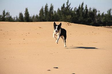虽然现在的狐狸不能摸 但《羊蹄山之魂》是有考据的